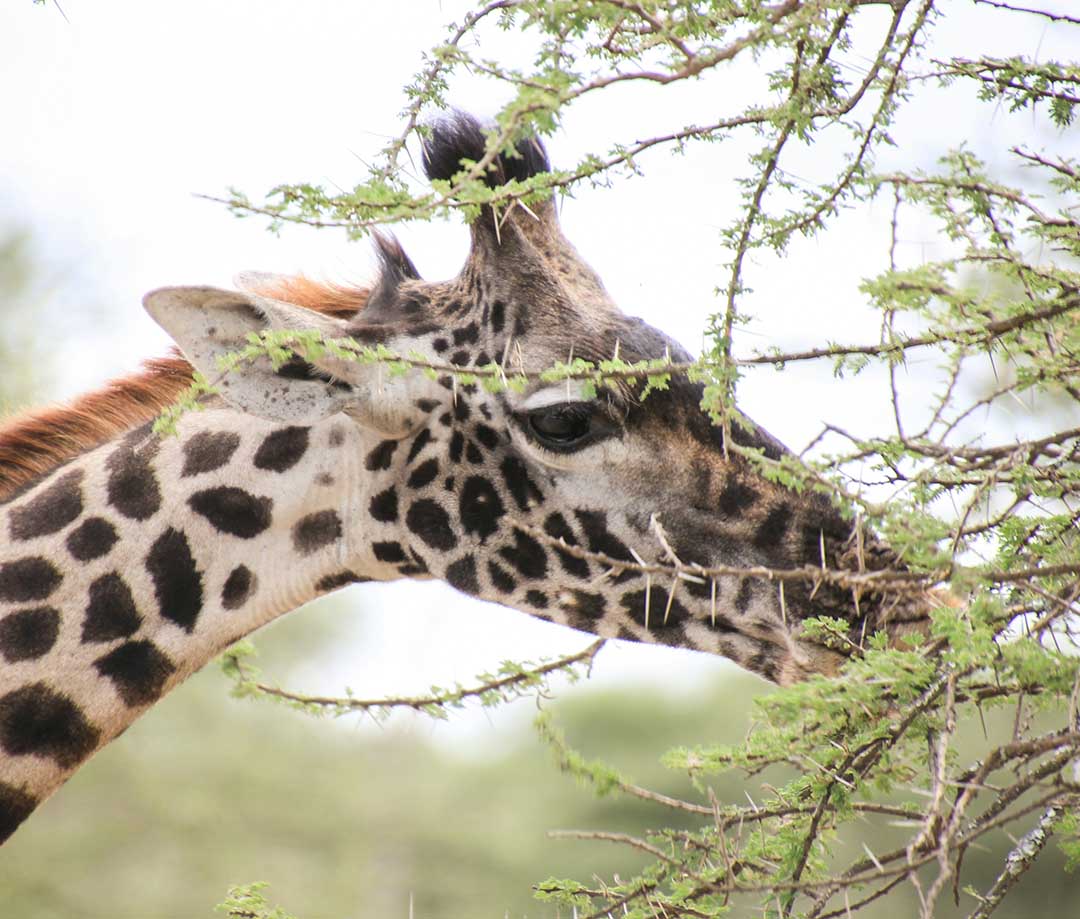 Arusha National Park