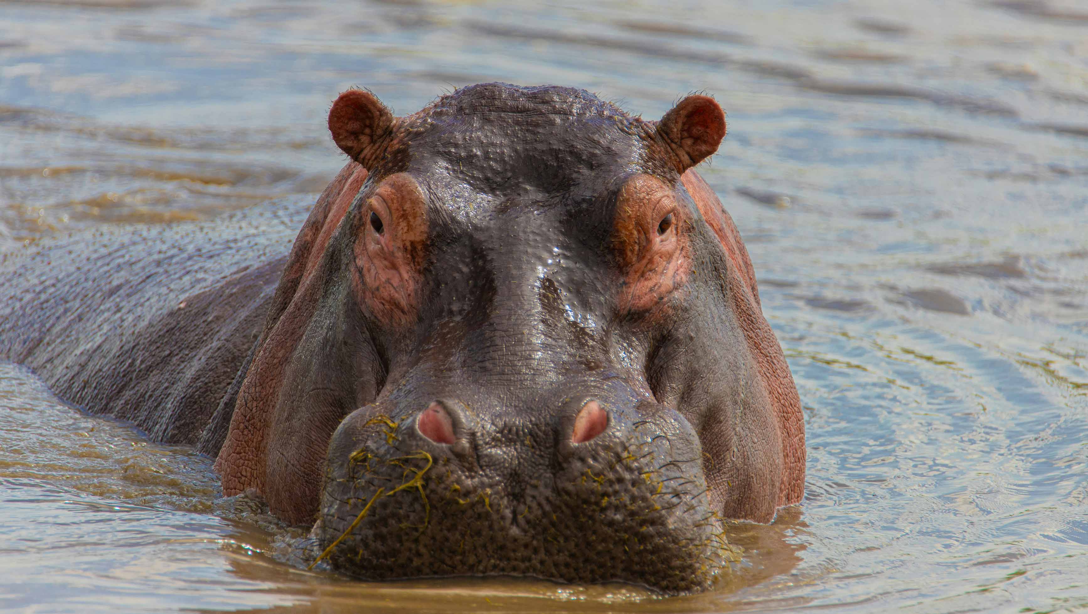 2-Day Budget Lake Manyara Safari