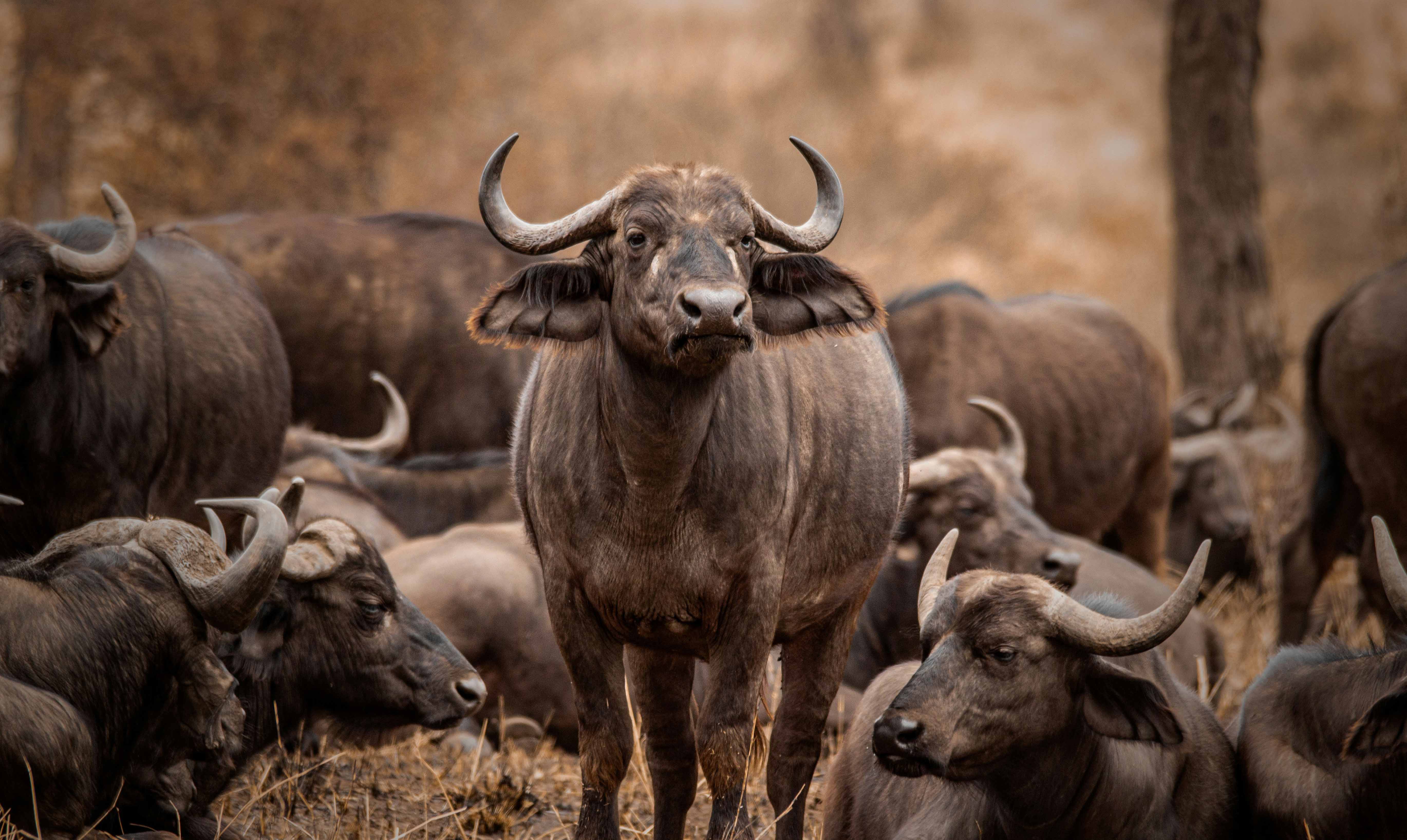 Lake Manyara National Park