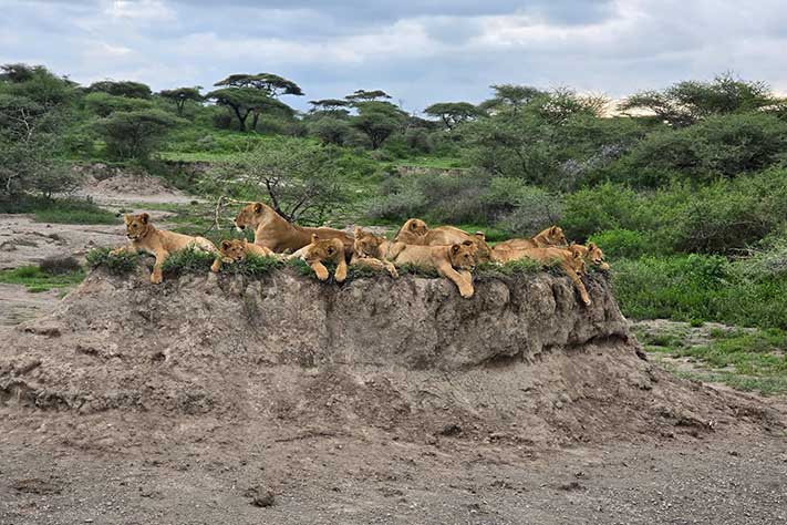 2-Day Ngorongoro & Manyara