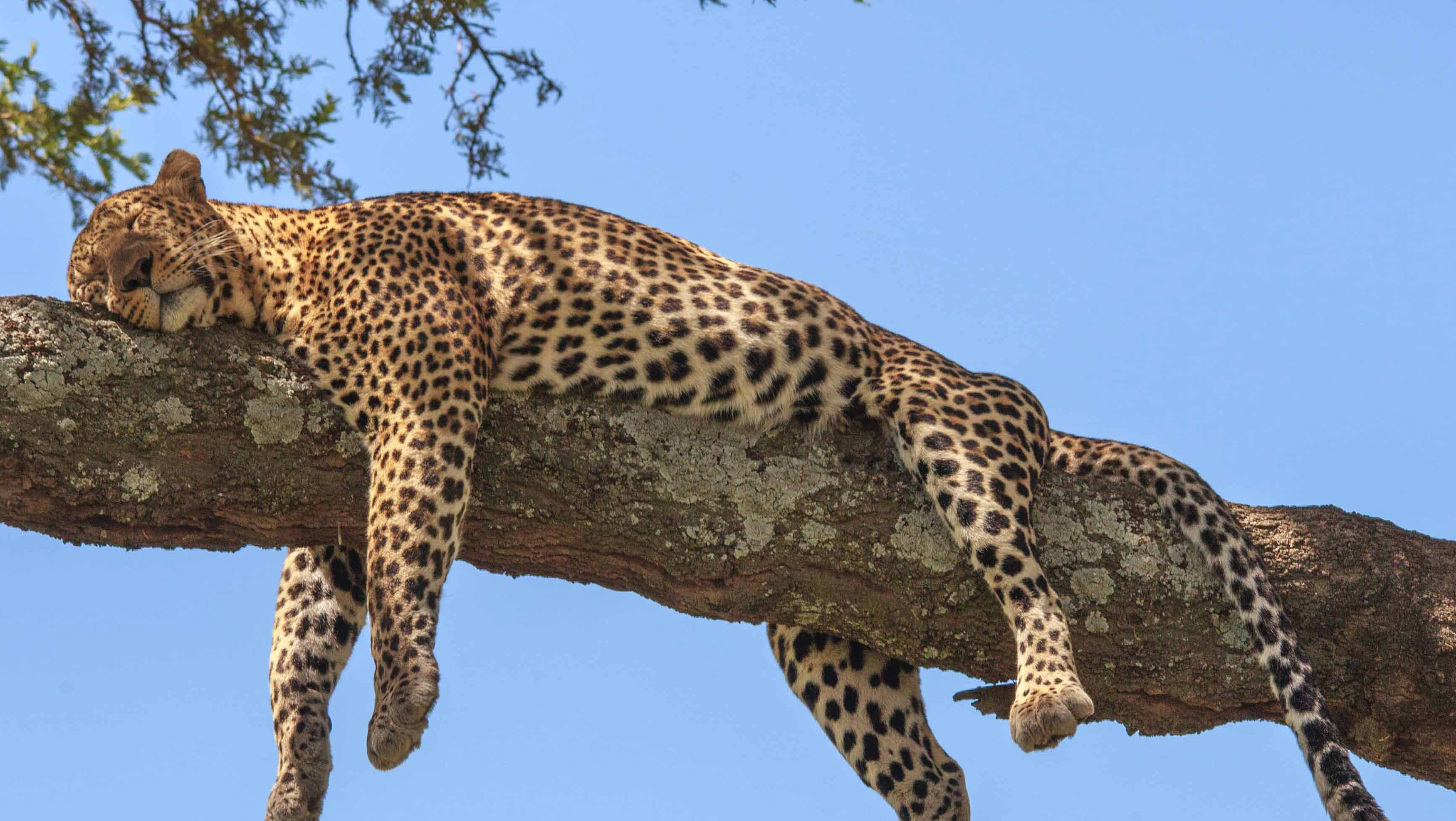 3-Day Budget Serengeti Safari