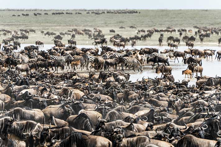 6-Day Migration Tracker