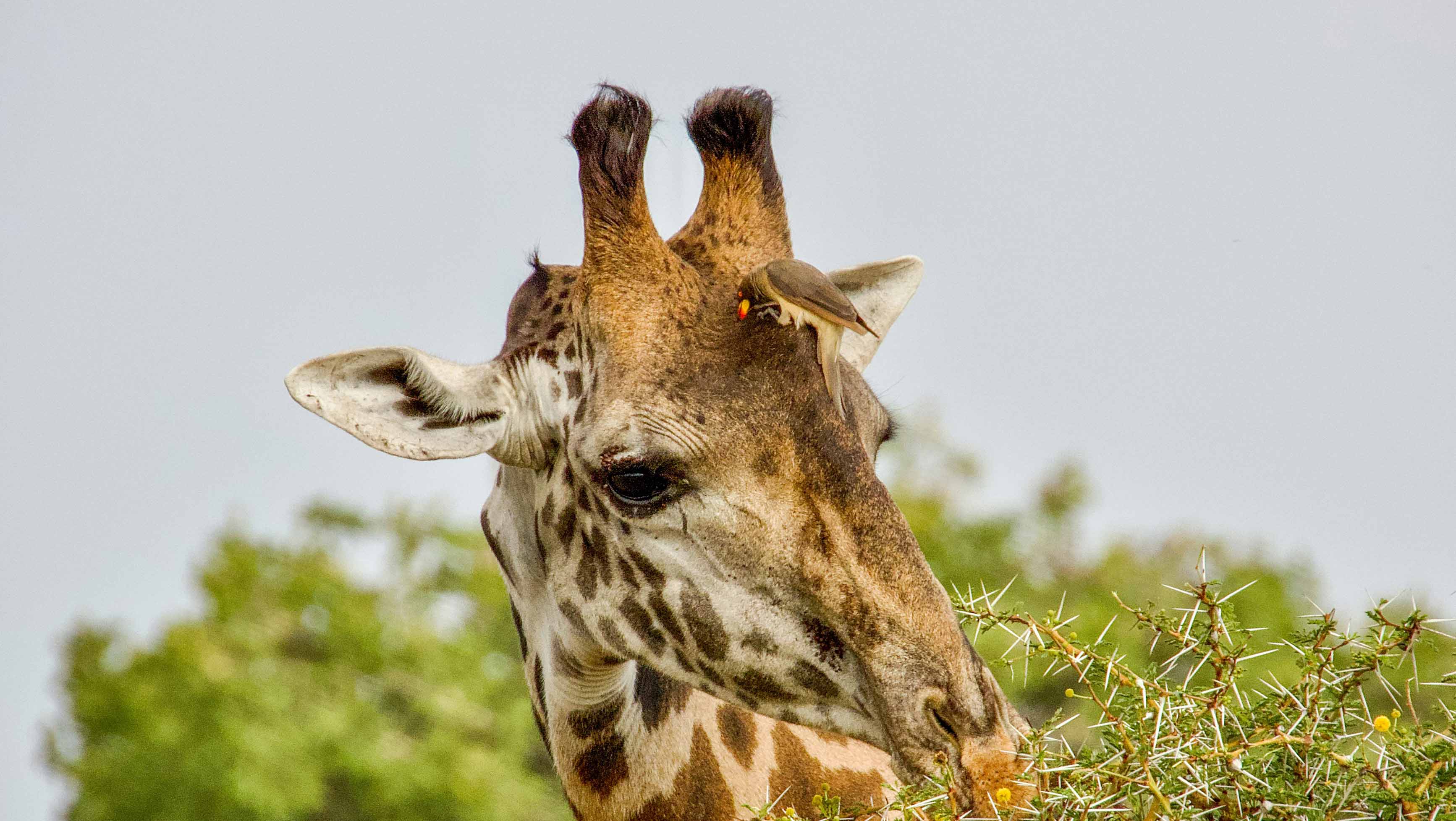 2-Day Tarangire Safari